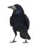 Rook, Corvus frugilegus, 3 years old, standing