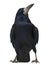 Rook, Corvus frugilegus, 3 years old, standing