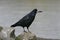 Rook, Corvus frugilegus,