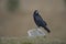 Rook, Corvus frugilegus,