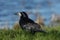 A Rook, Corvus frugilegus, feeding in a farmers field where cows have been grazing.