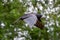 Rook, Corvus frugilegus, in flight against foliage and bokeh background. Wings up