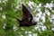 Rook, Corvus frugilegus, in flight against foliage and bokeh background. Wings up