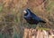 Rook - Corvus frugilegus with iridescent plumage perched on a tree stump.
