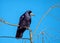 Rook - Corvus frugilegus perched in a tree.