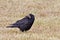 Rook, Corvus frugilegus, standing in field