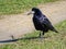 A Rook Corvus frugilegus standing on a grass in a bright November day