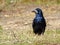 A Rook Corvus frugilegus standing on a grass in a bright November day