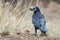 The rook, Corvus frugilegus, stands with a nut in its beak