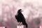 A Rook / Crow bird /corvus frugilegus