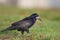 A Rook crow perched in a field foraging on the ground. in the centre of the city Berlin