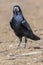 Rook on the field Corvus frugilegus