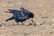 Rook on the field Corvus frugilegus