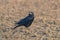 Rook on the field Corvus frugilegus Rook Bird