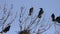 Rook, a flock of black migratory birds for nesting.