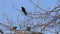 Rook, a flock of black migratory birds for nesting. live sound