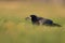 A rook foraging with a hazelnut in its beak.