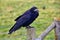 Rook Guardian bird of Stonehenge, Corvus frugilegus, Corvidae member, passerine order. Range Scandinavia, western Europe to easter