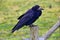 Rook Guardian bird of Stonehenge, Corvus frugilegus, Corvidae member, passerine order. Range Scandinavia, western Europe to easter