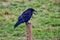 Rook Guardian bird of Stonehenge, Corvus frugilegus, Corvidae member, passerine order. Range Scandinavia, western Europe to easter