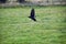 Rook Guardian bird of Stonehenge, Corvus frugilegus, Corvidae member, passerine order. Range Scandinavia, western Europe to easter