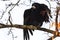 Rook knead wings sitting on a branch