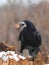 Rook with a nut in the beak