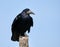 Rook perched on a pole