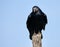 Rook perched on a pole