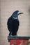 Rook perched on the roof of a shed