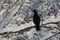 Rook perched on snow covered tree