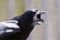 Rook / Raven Bird Corvus frugilegus