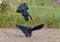 Rook in severe fight on the ground over food and territory in autumn time