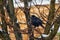 Rook sits on a bare nut branch, sometimes covered with snow