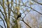 The rook sits on a branch of the blossoming maple. Spring landscape