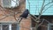 Rook sits on a nut branch under a shallow rain and wind and then flies away