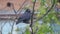 Rook sits on a nut branch under a shallow rain and wind and then flies away