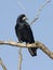 Rook sitting on a dry branch of poplar.