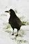Rook in the snow (Corvus frugilegus)