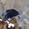 Rook on a snowy log, with prey