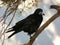 Rook standing on a branch of a pine tree