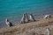 Rookery of Magellanic penguins at Atlantic Ocean shore of peninsula Valdes, Punta Norte, Patagonia, Argentina