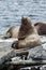 Rookery Northern Sea Lion or Steller Sea Lion. Kamchatka, Avachinskaya Bay