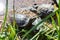 Rookery Red Eared Terrapin Turtles. Trachemys scripta elegans bask in the sun on the shore of a pond