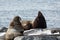 Rookery Steller Sea Lion or Northern Sea Lion