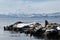 Rookery Steller Sea Lion or Northern Sea Lion. Avacha Bay, Kamchatka