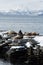 Rookery Steller Sea Lion or Northern Sea Lion. Kamchatka, Avacha Bay