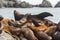 Rookery Steller sea lions.