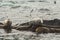 Rookery Steller sea lions.
