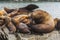 Rookery Steller sea lions.